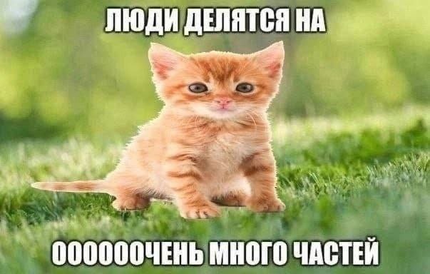 Люди делятся на оооооочень много частей Мем с рыжим котенком, который сообщает, что люди делятся на очень много частей.