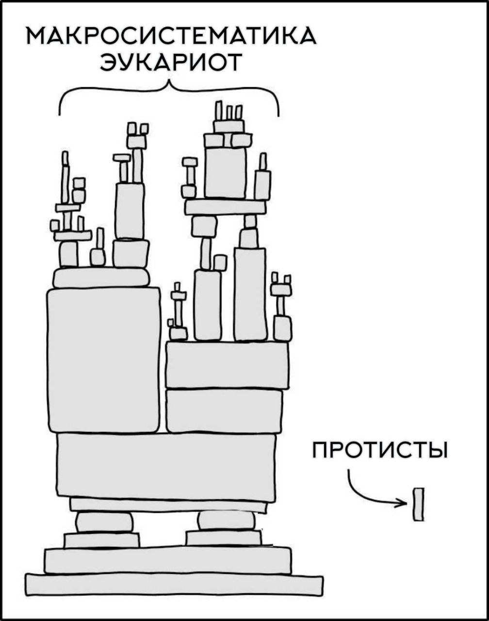 Макросистематика эукариот и протисты Схема макросистематики эукариот с маленьким блоком, обозначающим протистов.