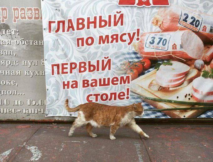 Главный по мясу Кот идет на фоне баннера с рекламой мяса, где написано «Главный по мясу»