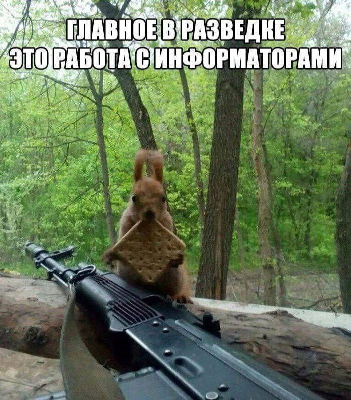 Главное в разведке это работа с информаторами Белка с печеньем и автомат в лесу: главное в разведке это работа с информаторами