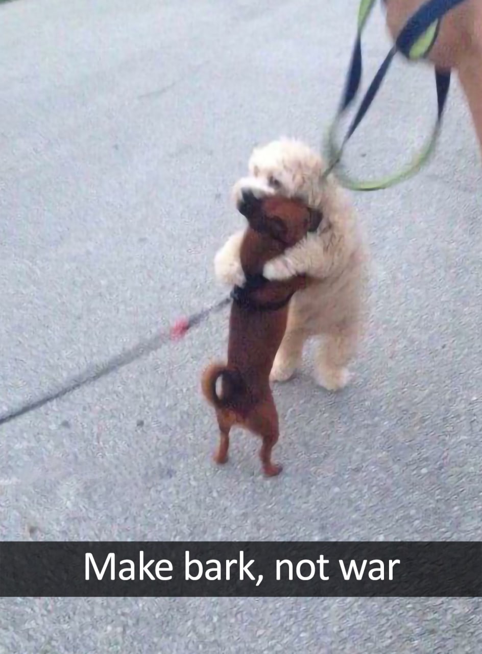 Make bark, not war Две собаки обнимаются на улице