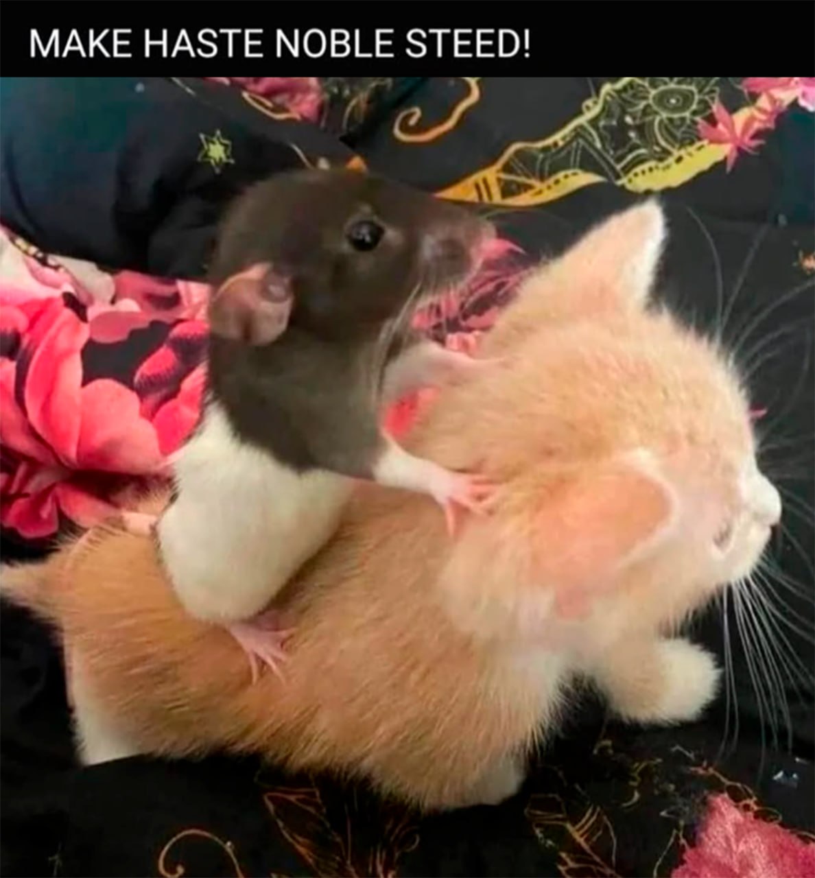 MAKE HASTE NOBLE STEED! Крыса едет верхом на котенке, MAKE HASTE NOBLE STEED!