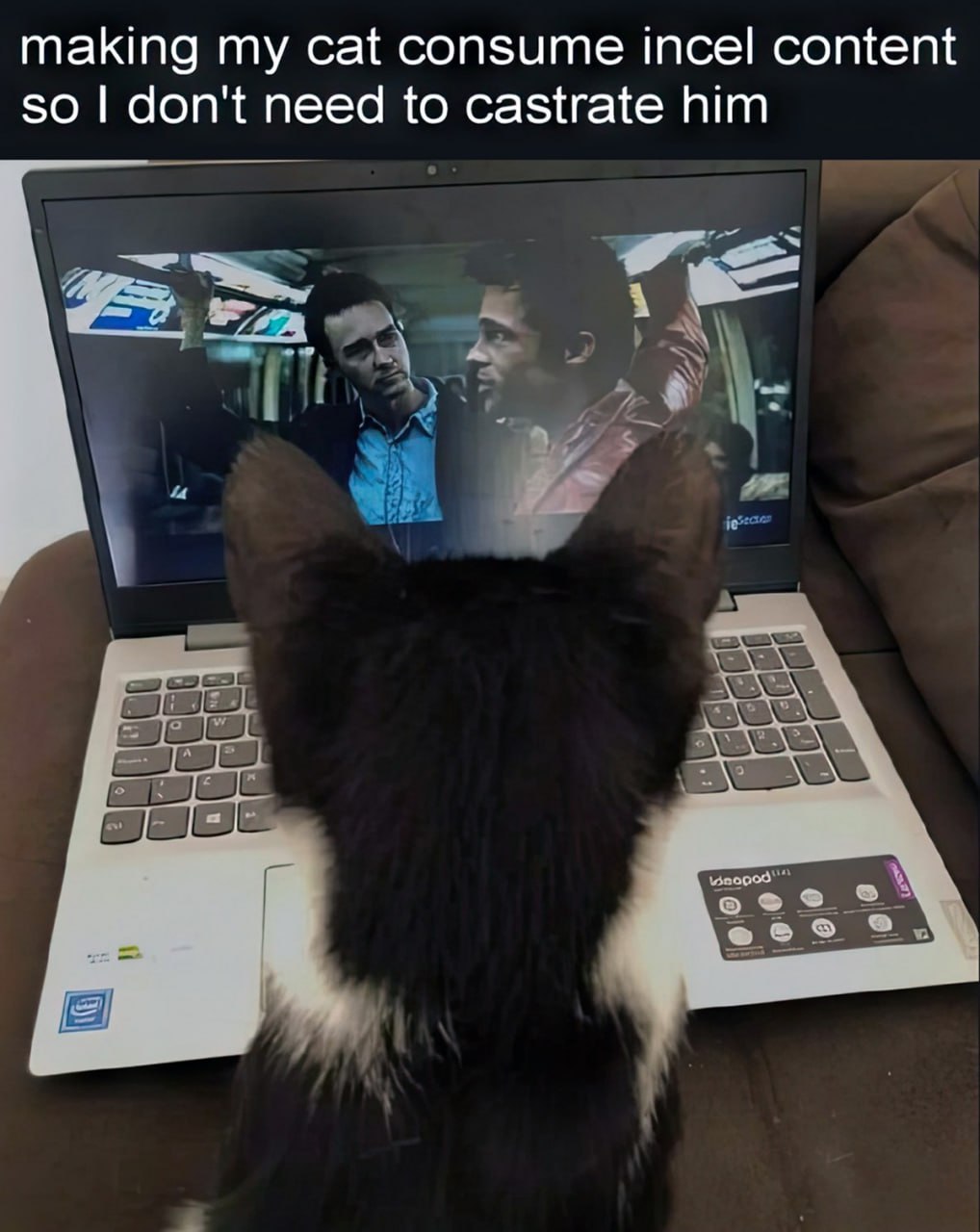 Making my cat consume incel content so I don't need to castrate him Кот смотрит "Бойцовский клуб" на ноутбуке, чтобы не быть кастрированным