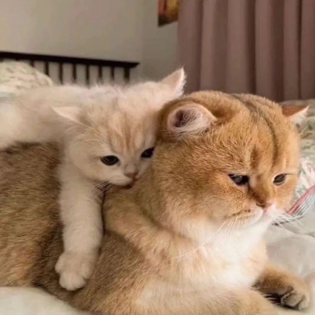 Маленький котенок лезет на большого кота Маленький котенок лезет на большого кота, который выглядит недовольным.