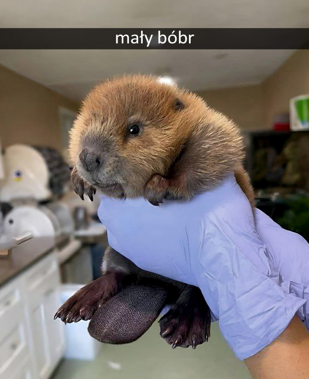 Детеныш бобра в руке с надписью "mały bóbr"