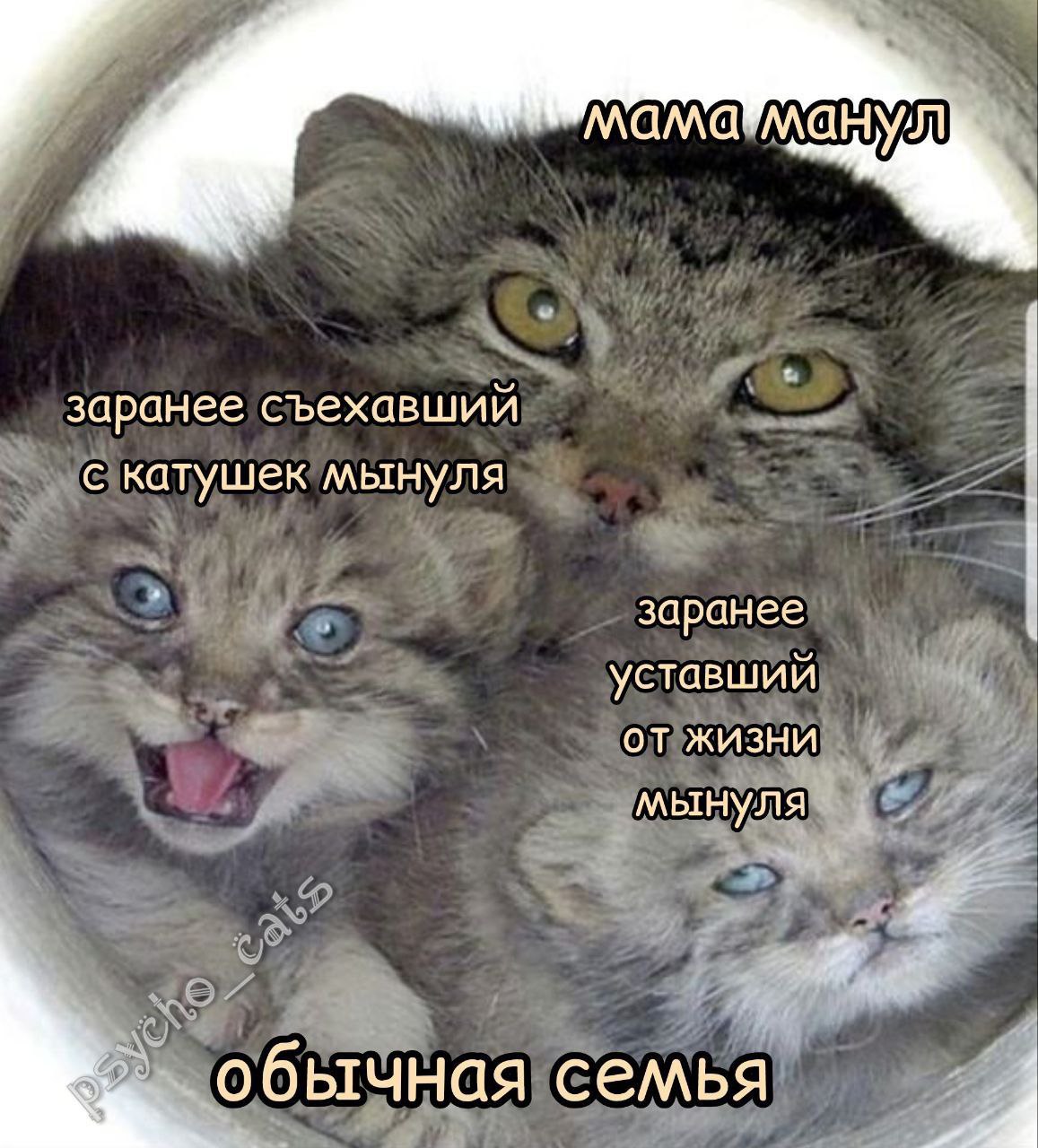 Мама-манул и котята Мама-манул и два котенка: заранее съехавший с катушек мынуля и заранее уставший от жизни мынуля.