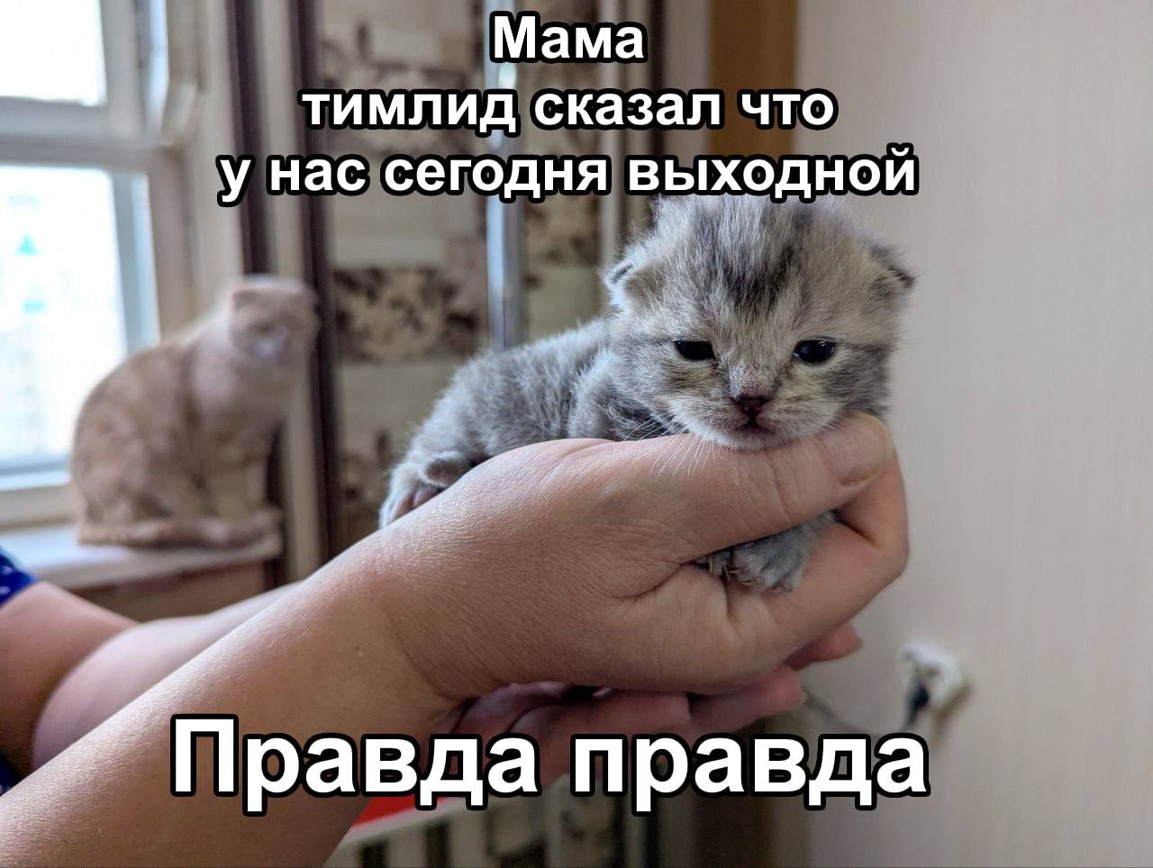 Мама тимлид сказал что у нас сегодня выходной Милый грустный котенок на ладони, которому «тимлид сказал, что сегодня выходной».