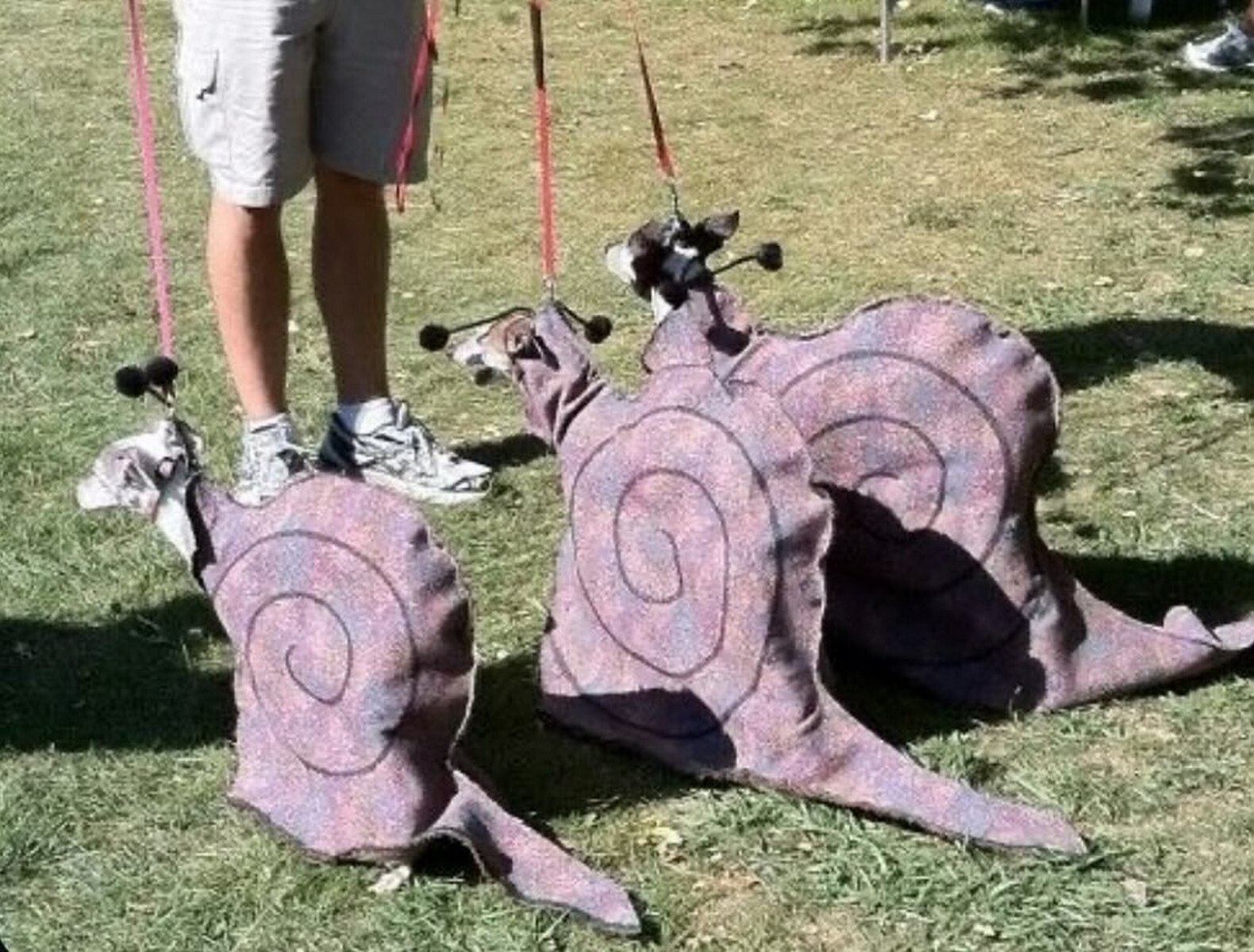 Мужчина гуляет с улитками на поводке Человек на поводке выгуливает на траве трех собак в костюмах улиток