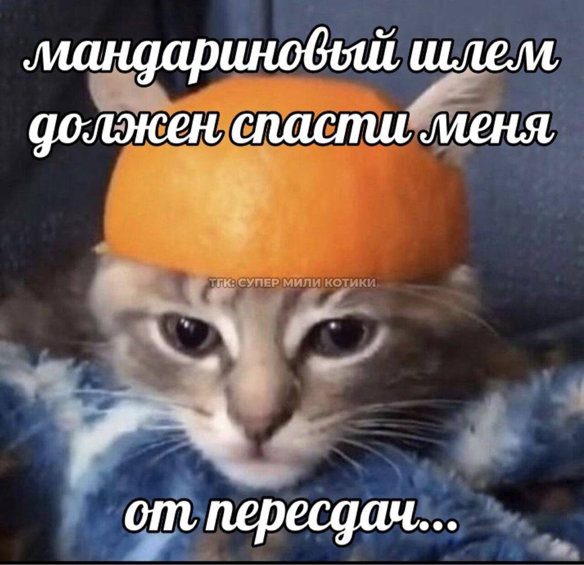 Кот в мандариновом шлеме спасается от пересдач