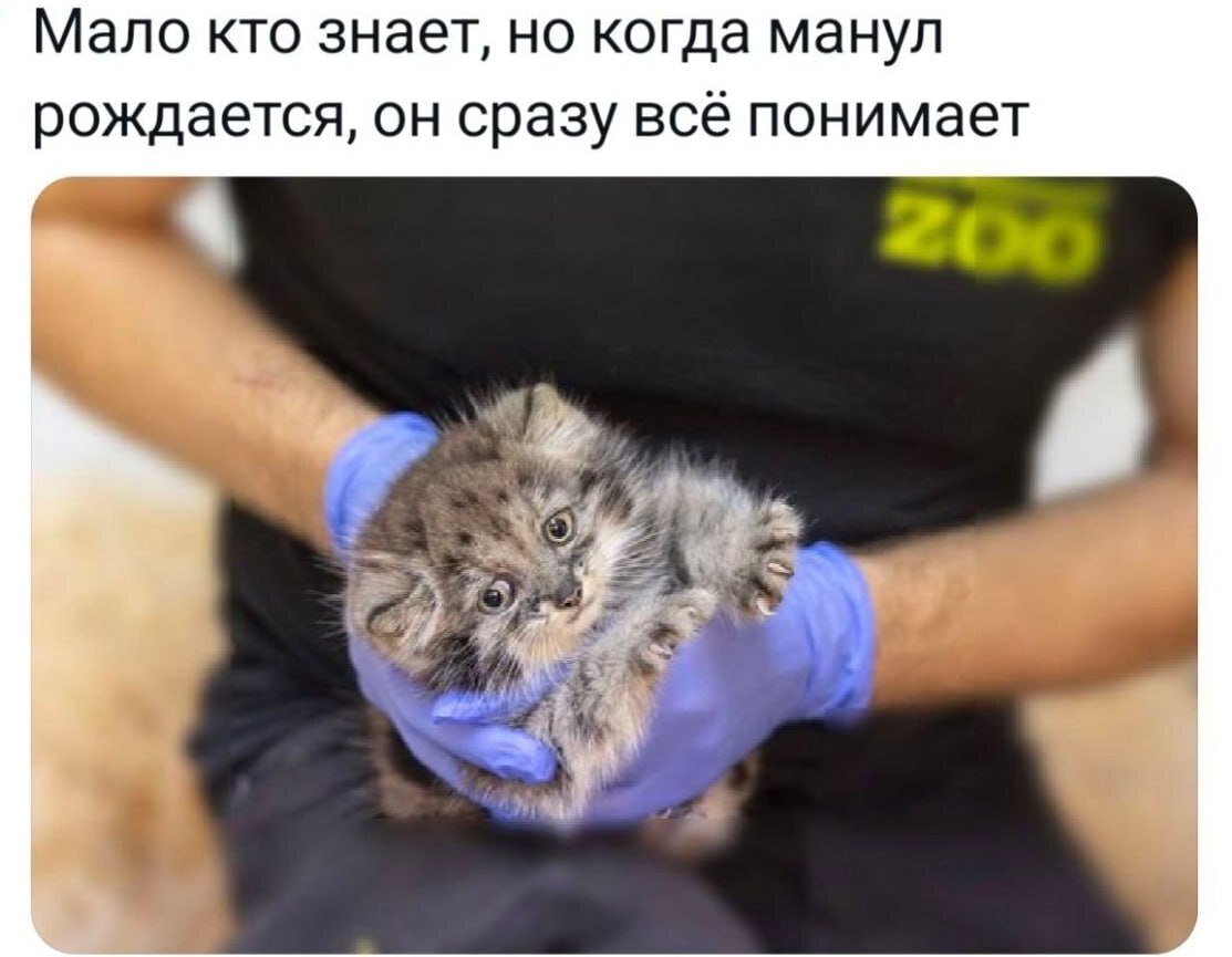 Маленький котёнок манула в руках у человека с подписью о том, что он с рождения всё понимает.