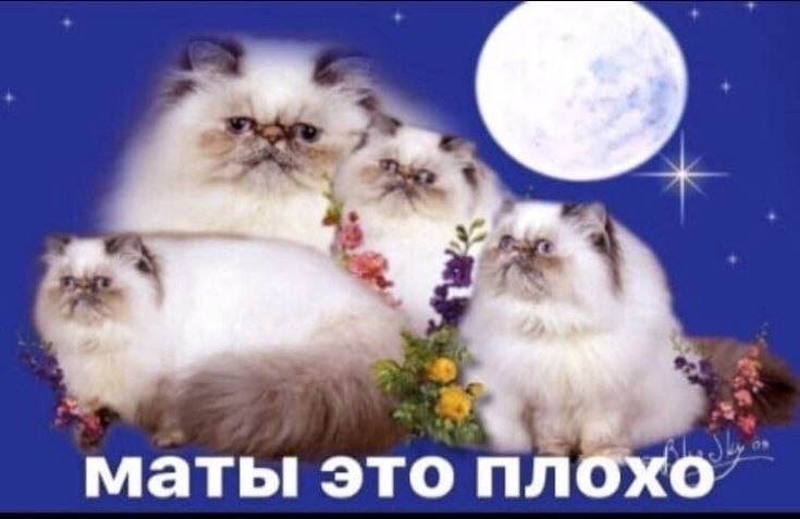 Четыре пушистых недовольных кота на фоне луны с надписью «маты это плохо»