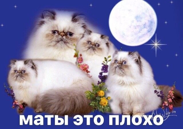Маты это плохо Коты на фоне луны говорят, что материться это плохо