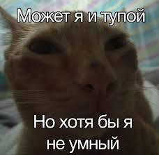 Может я и тупой Мем с котом, говорящим: "Может я и тупой, но хотя бы я не умный"