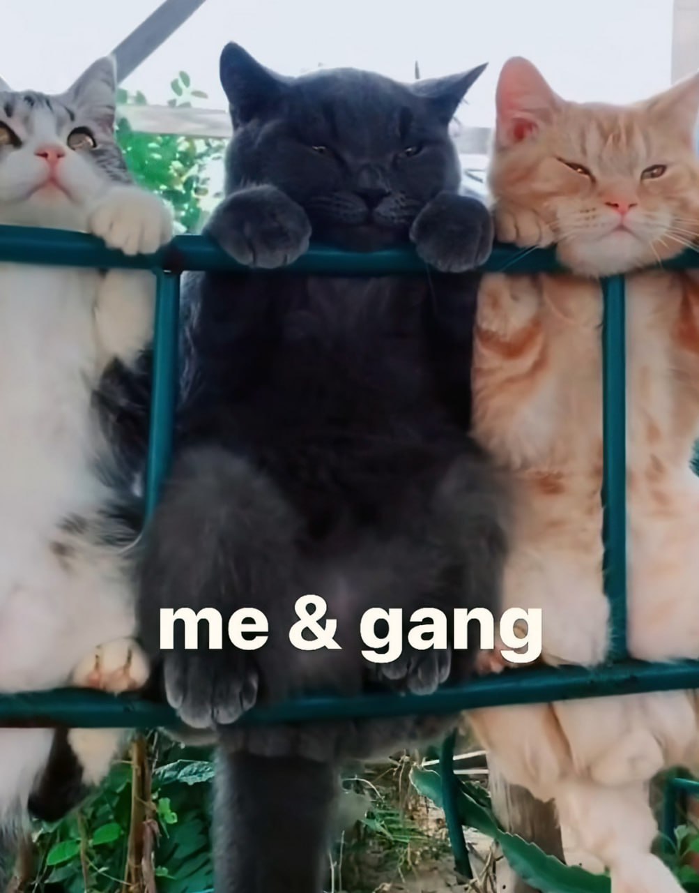 Me & gang коты на заборе Три кота висят на заборе, а в центре надпись "me & gang".