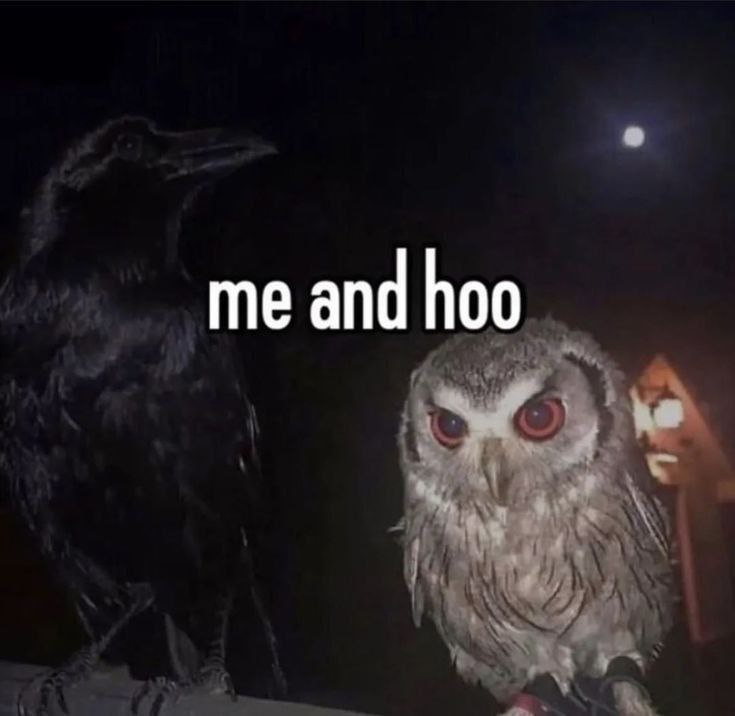 Me and hoo ворон и сова Мем с вороном и совой, ночью, а на небе видна луна. Надпись «me and hoo»
