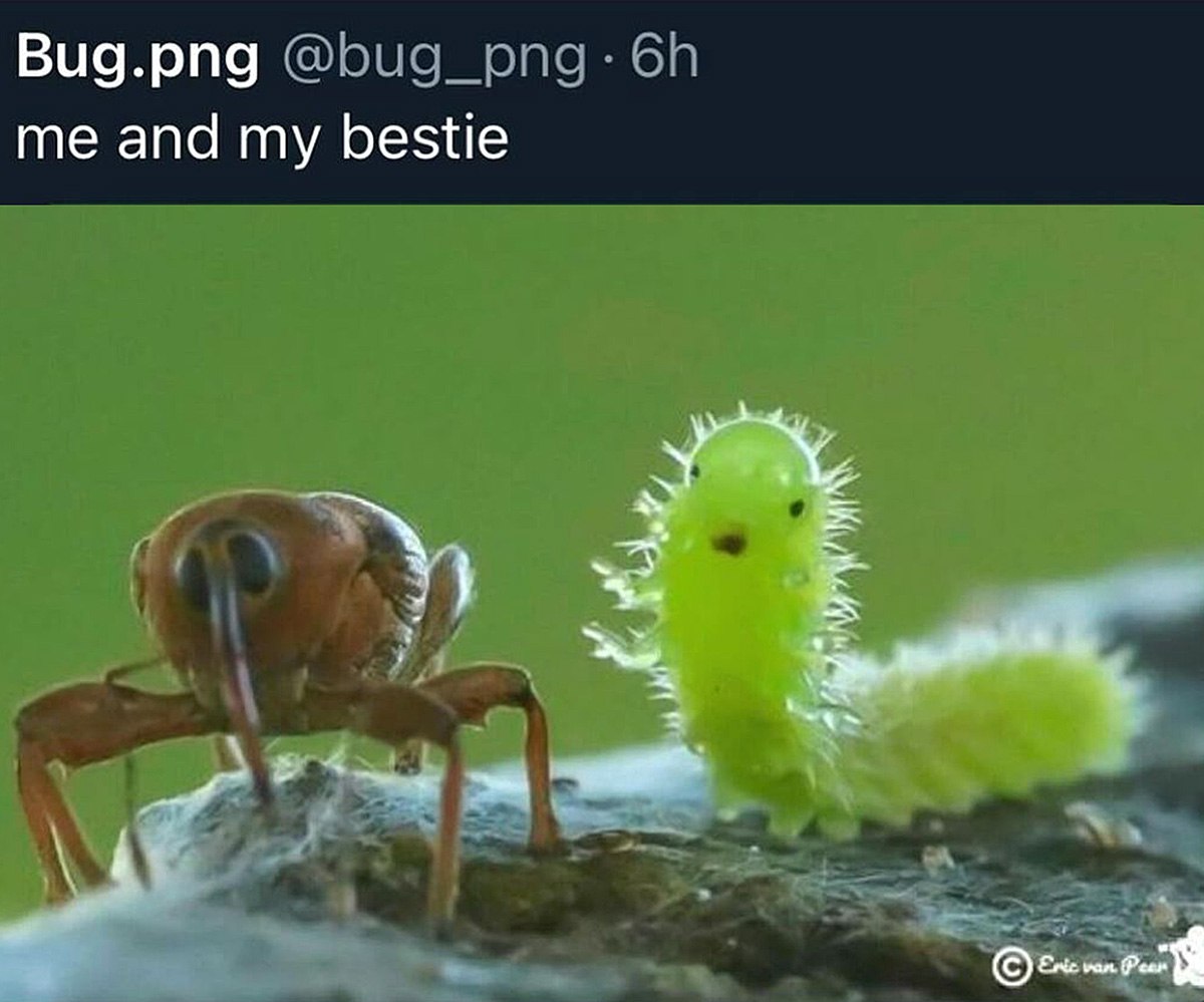 Me and my bestie Я и мой лучший друг, мем про насекомых