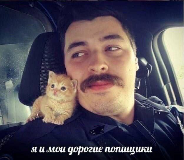 Я и мои дорогие подписчики Мем с мужчиной с усами и маленьким рыжим котёнком на плече, с подписью «Я и мои дорогие подписчики».