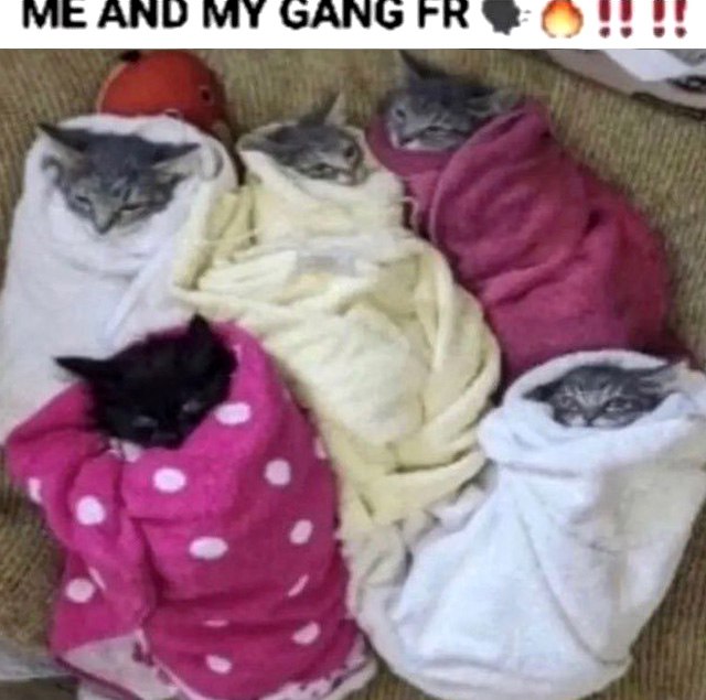 Me and my gang fr котята в одеялах Мем с милыми котятами, завернутыми в одеяла, с надписью «Me and my gang fr» и эмодзи