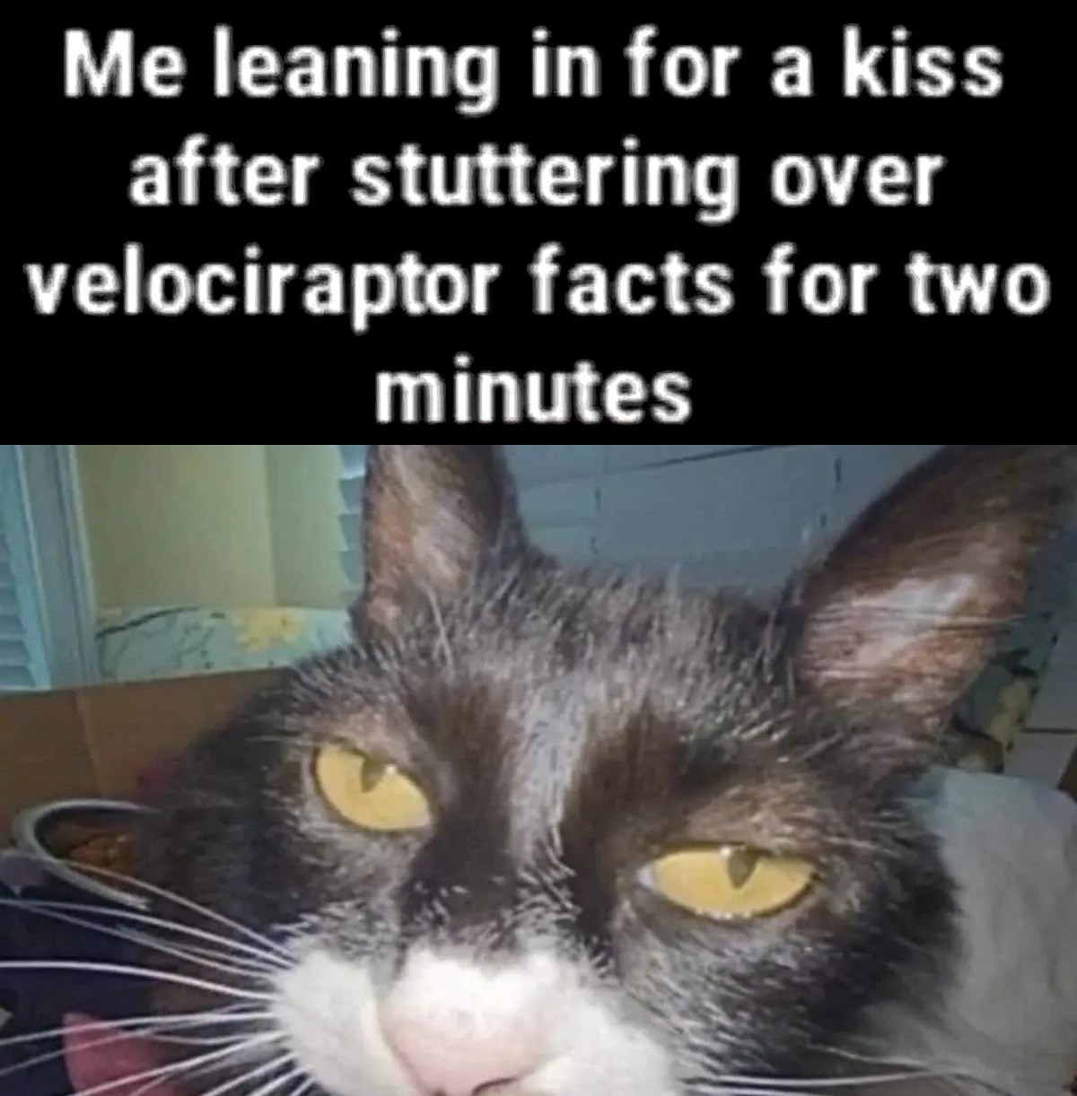 Me leaning in for a kiss after stuttering over velociraptor facts for two minutes Кот, который ждет поцелуя после двухминутного рассказа о фактах о велоцирапторах