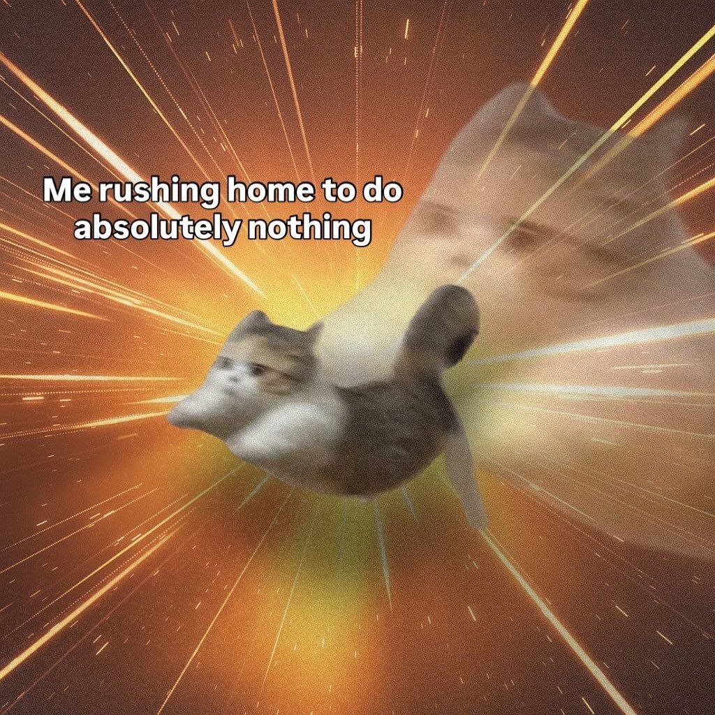 Me rushing home to do absolutely nothing Котик летит домой, чтобы абсолютно ничего не делать