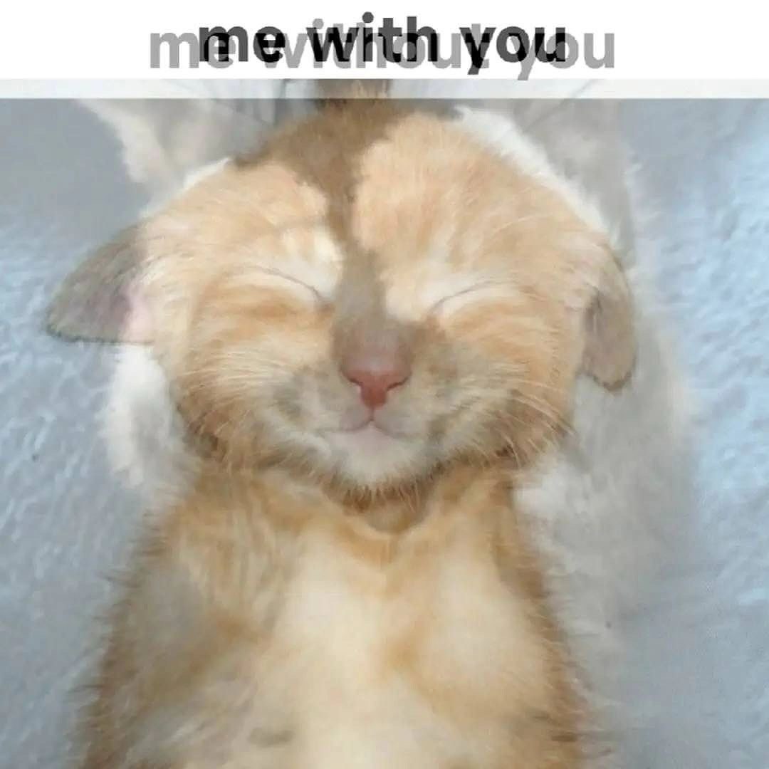 Mme with you котенок Mme with you котенок лежит на спине и улыбается