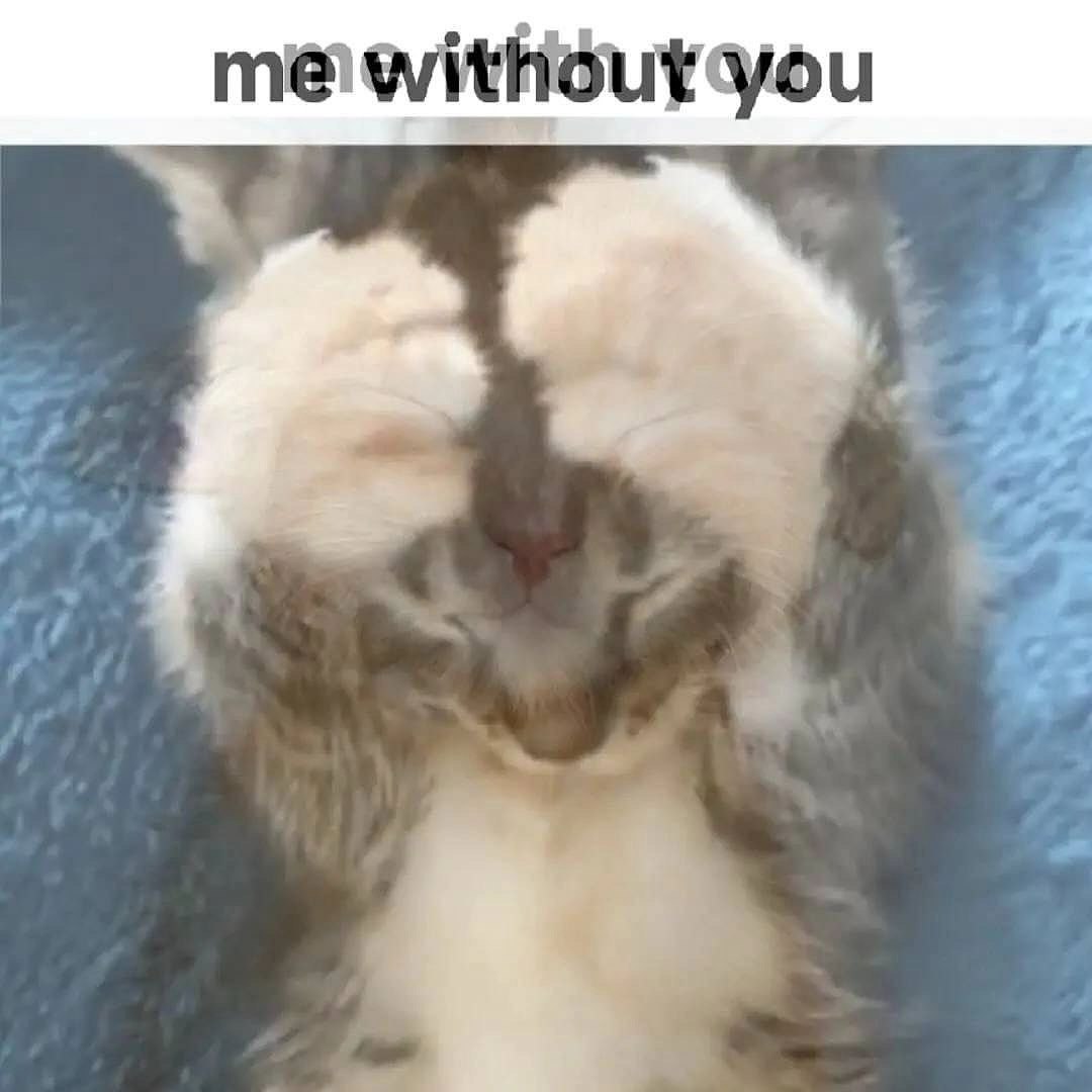 Me without you кот Кот, закрывший глаза лапками, с текстом «me without you»