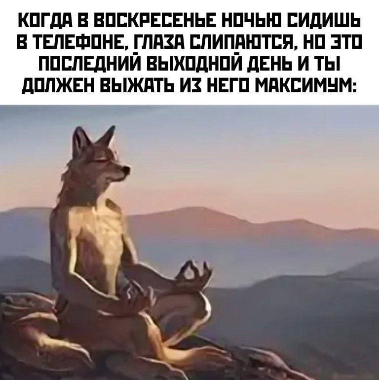 Медитирующий волк в последний выходной Медитирующий волк, пытающийся выжать максимум из последнего выходного дня.