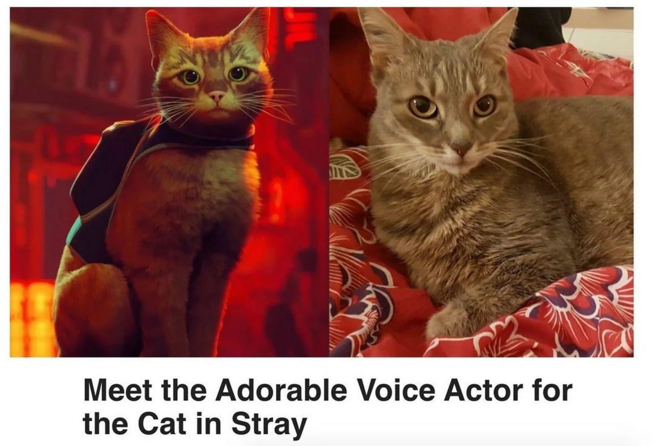 Meet the Adorable Voice Actor for the Cat in Stray Очаровательный актёр озвучивания кота из игры Stray
