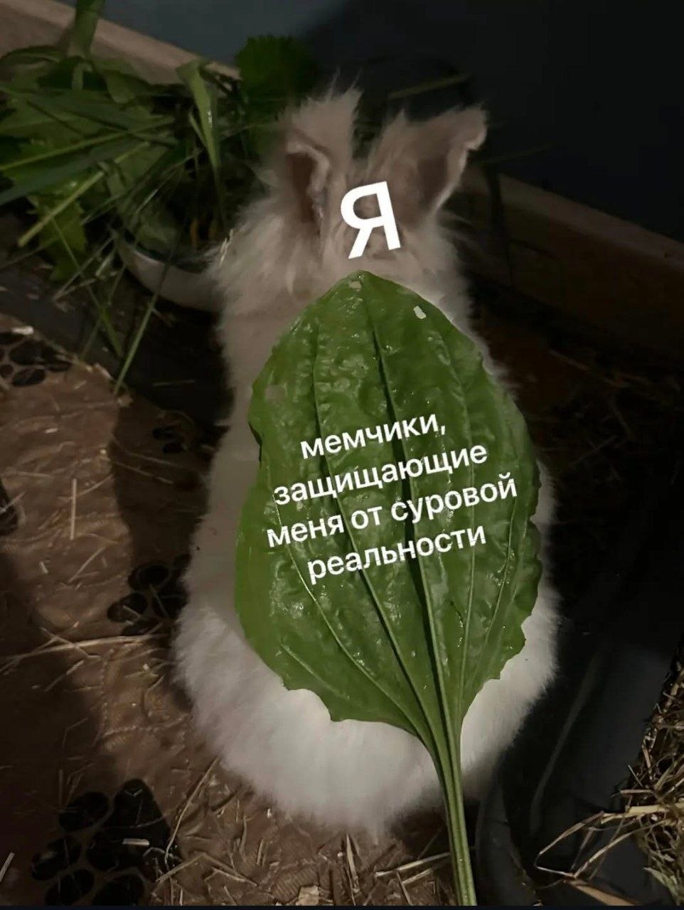 Белый кролик с листом и надписью «мемчики, защищающие меня от суровой реальности», а сверху буква «Я»