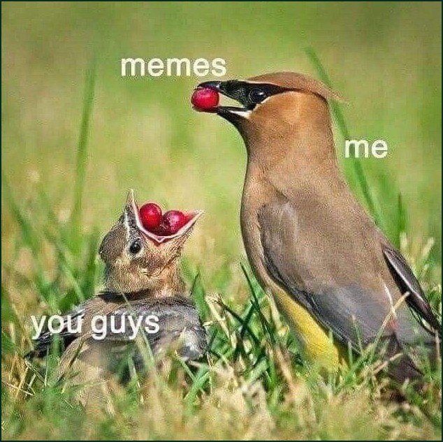 Взрослая птица несёт ягоду, а птенец набрал сразу несколько: «memes», «me», «you guys».