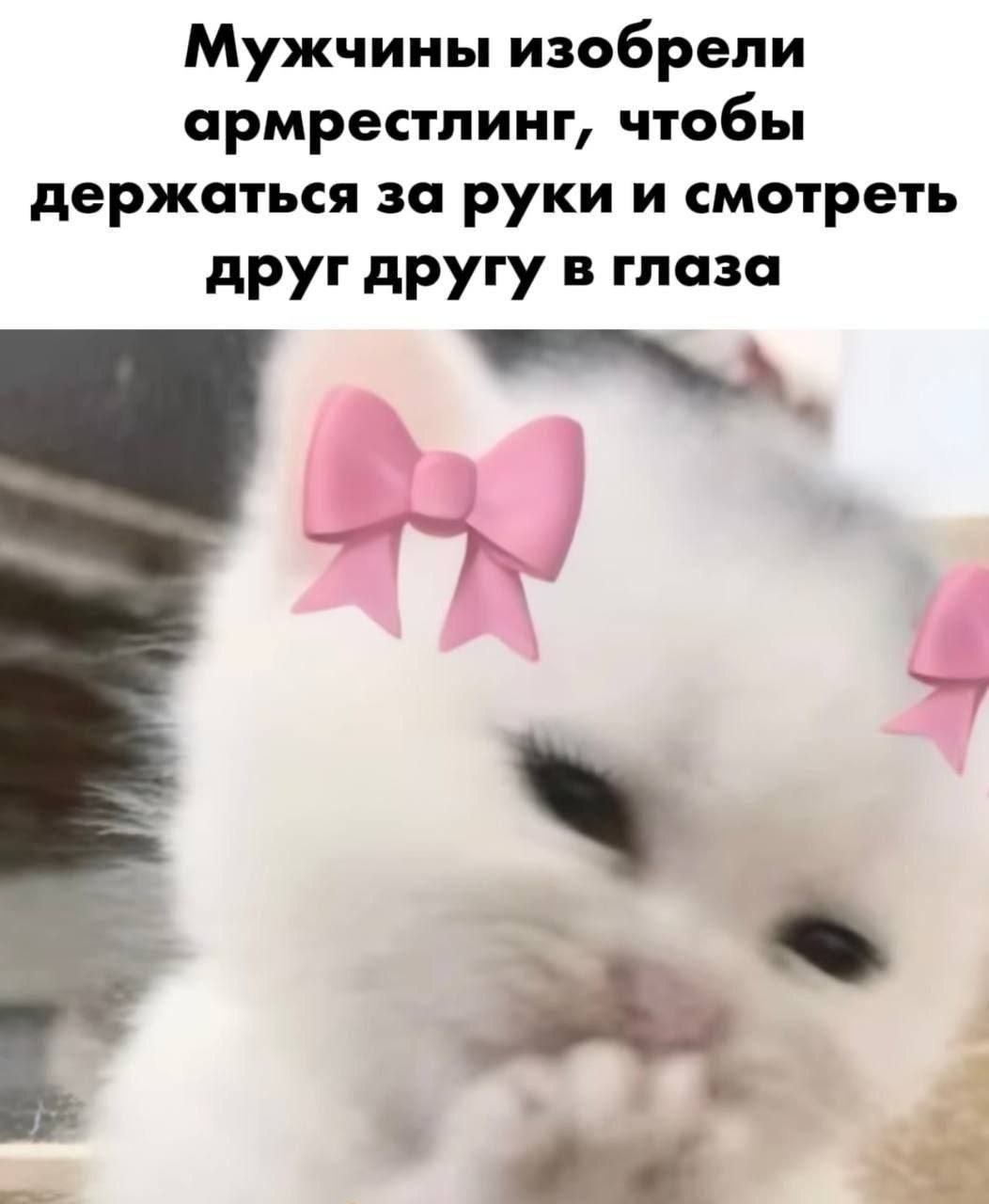 Белая кошка с розовыми бантиками на фоне шутки о том, что мужчины изобрели армрестлинг, чтобы держаться за руки и смотреть друг другу в глаза.