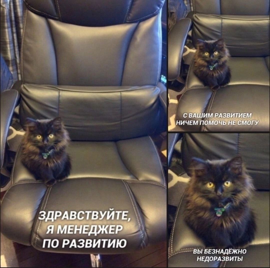 Менеджер по развитию кот Котик-менеджер по развитию сидит в кресле.