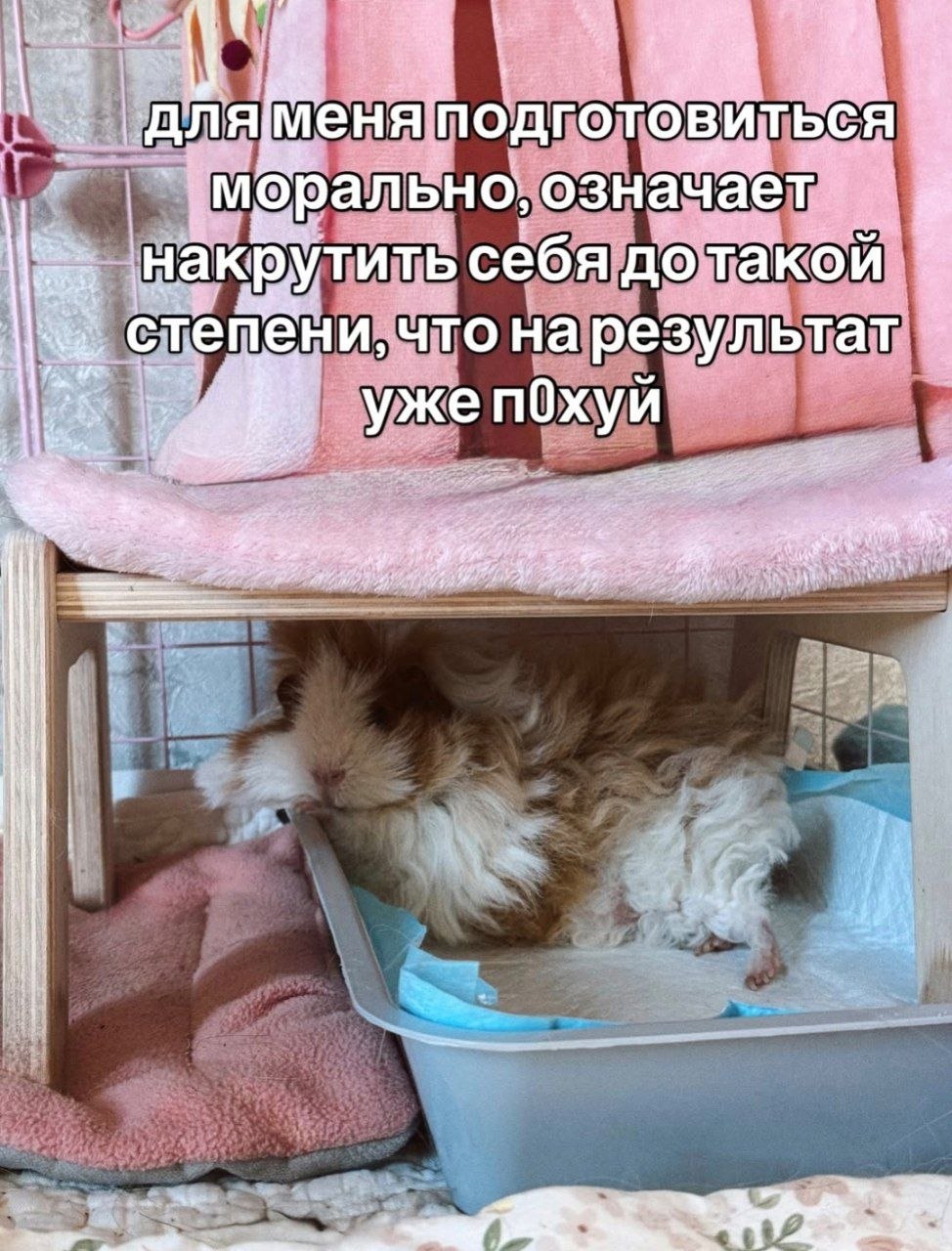 Уставший пушистый кот в лотке с подписью о том, как моральная подготовка превращается в сильную накрутку и безразличие к результату.