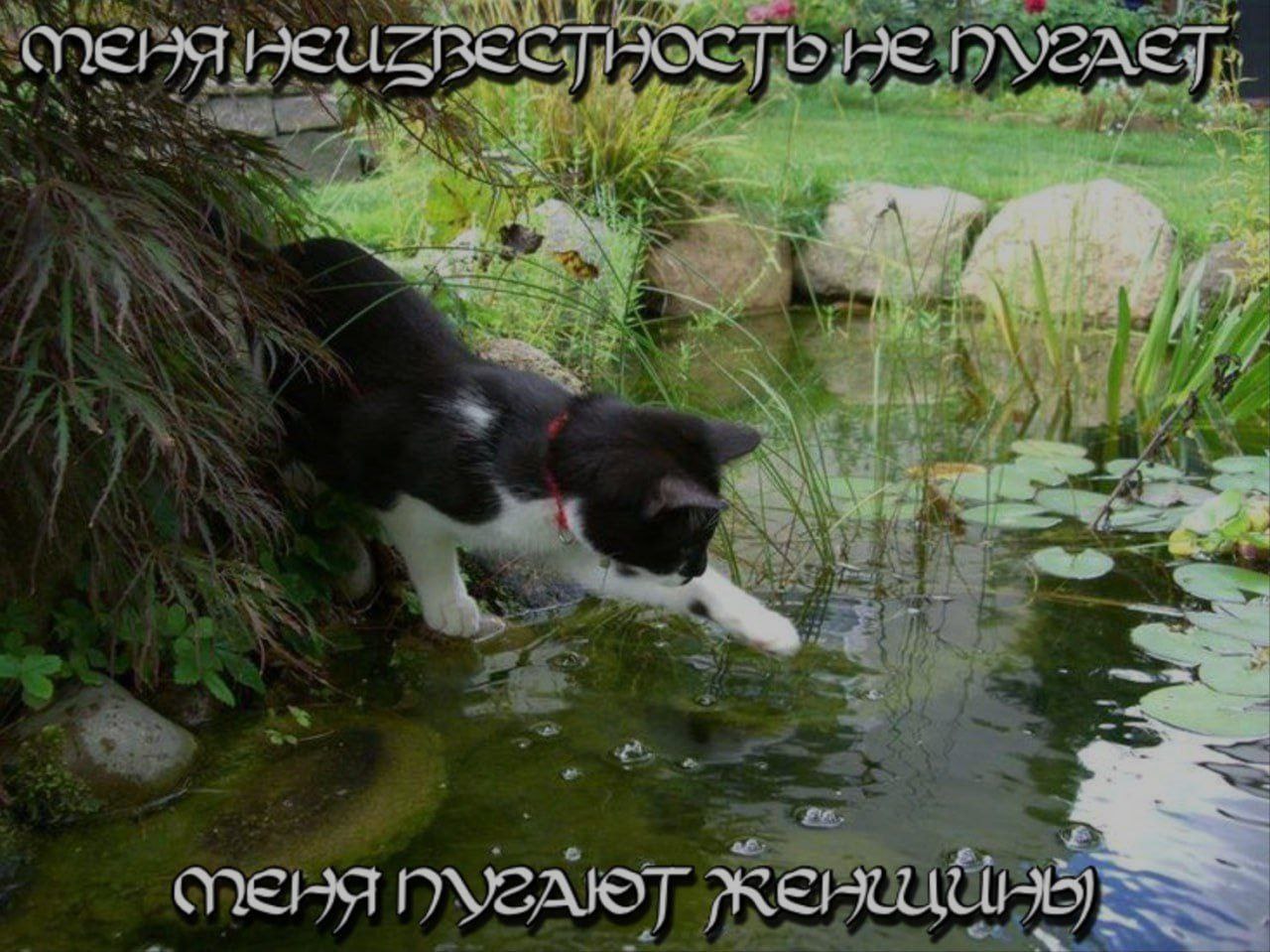 Меня неизвестность не пугает, меня пугают женщины Кот касается воды в пруду, а надписи говорят, что его пугают женщины, а не неизвестность