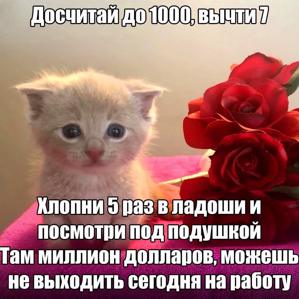 Миллион долларов под подушкой Милый котенок предлагает найти миллион долларов под подушкой и не ходить на работу