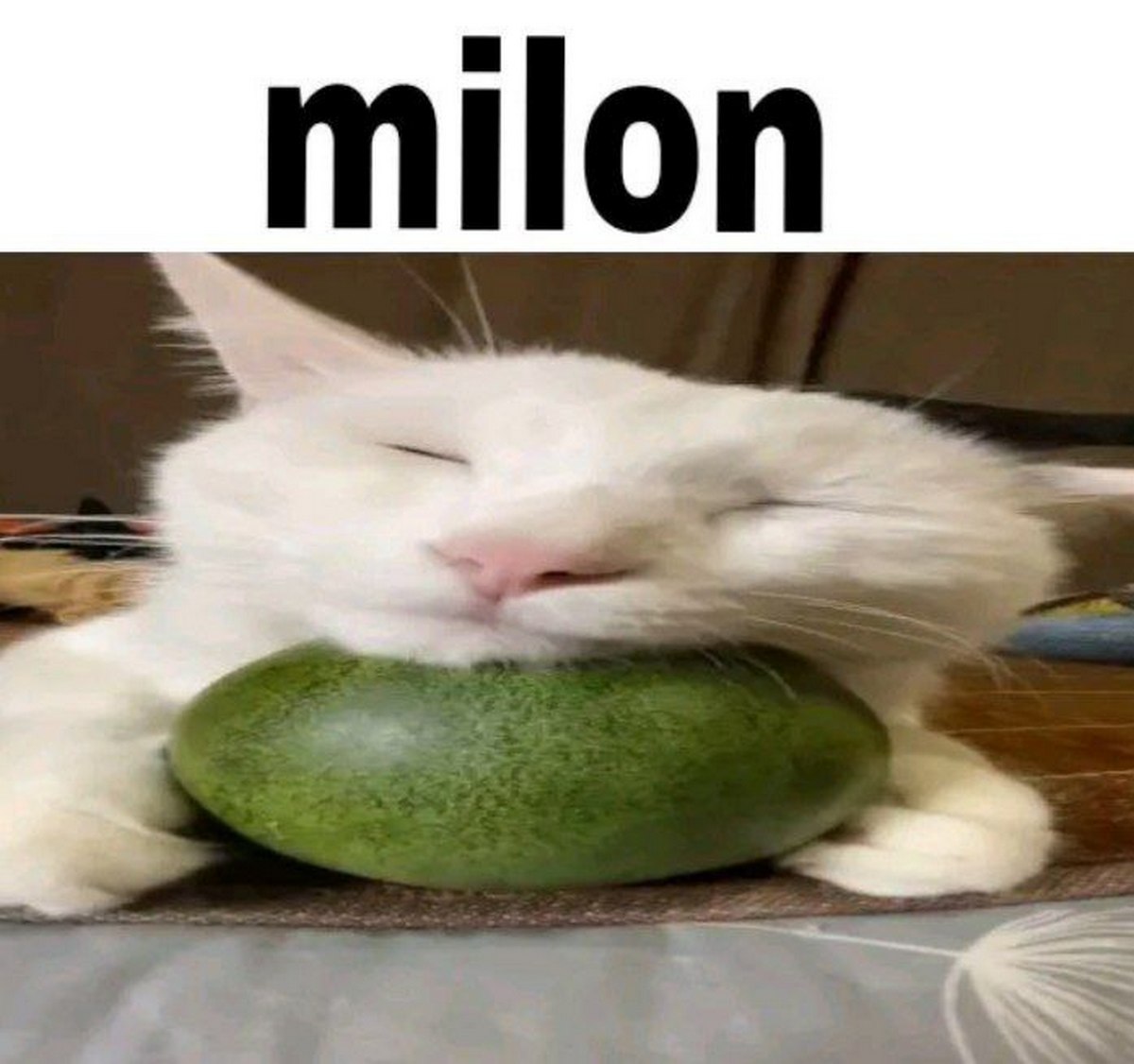 Milom Белый кот, спящий или обнимающий маленький арбуз или дыню