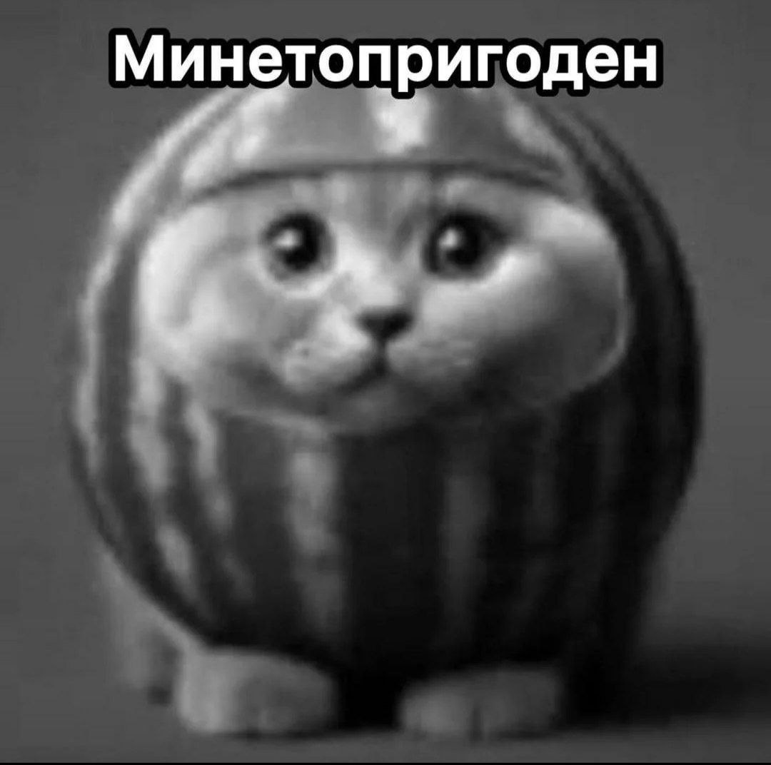 Минетопригоден Кот в арбузе с надписью "Минетопригоден"
