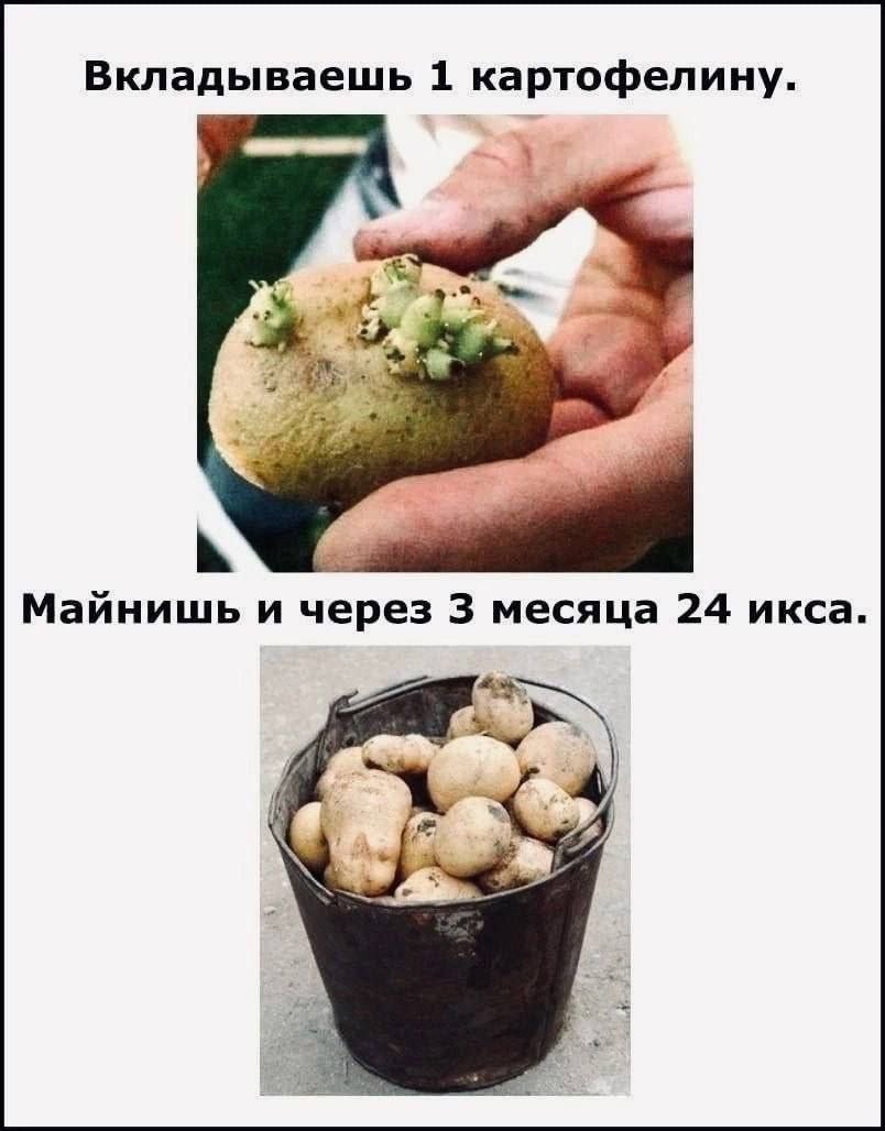 Майнишь картофель Вкладываешь одну картофелину, а через 3 месяца получаешь целое ведро.