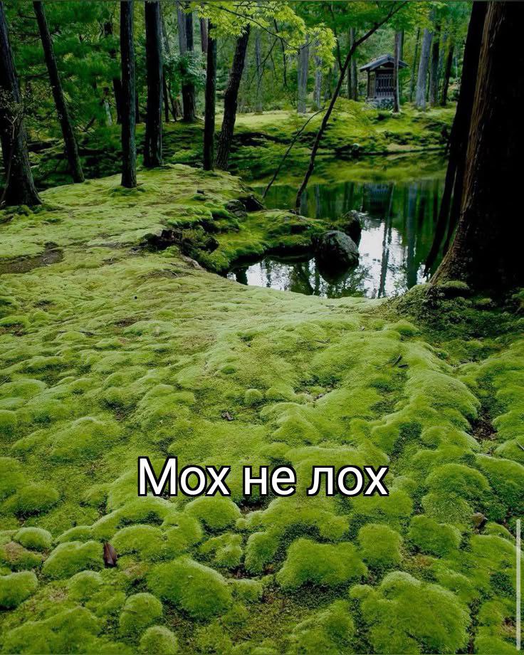 Мох не лох Мох не лох на фоне лесного пейзажа с прудом