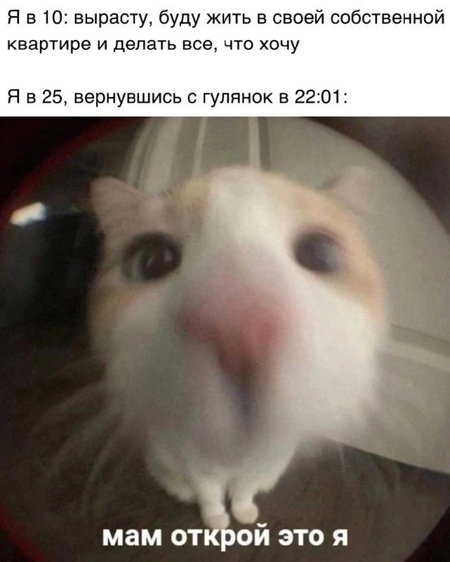 Мам открой это я Кот, смотрящий в дверной глазок, с надписью «Мам открой это я»