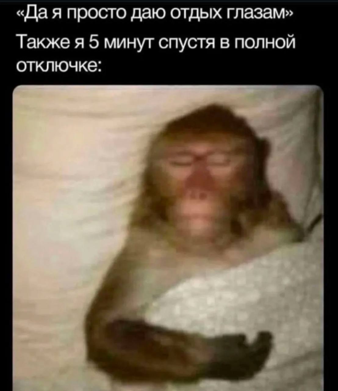 Обезьяна в отключке Обезьяна, которая заснула через 5 минут после того, как сказала, что просто дает отдых глазам