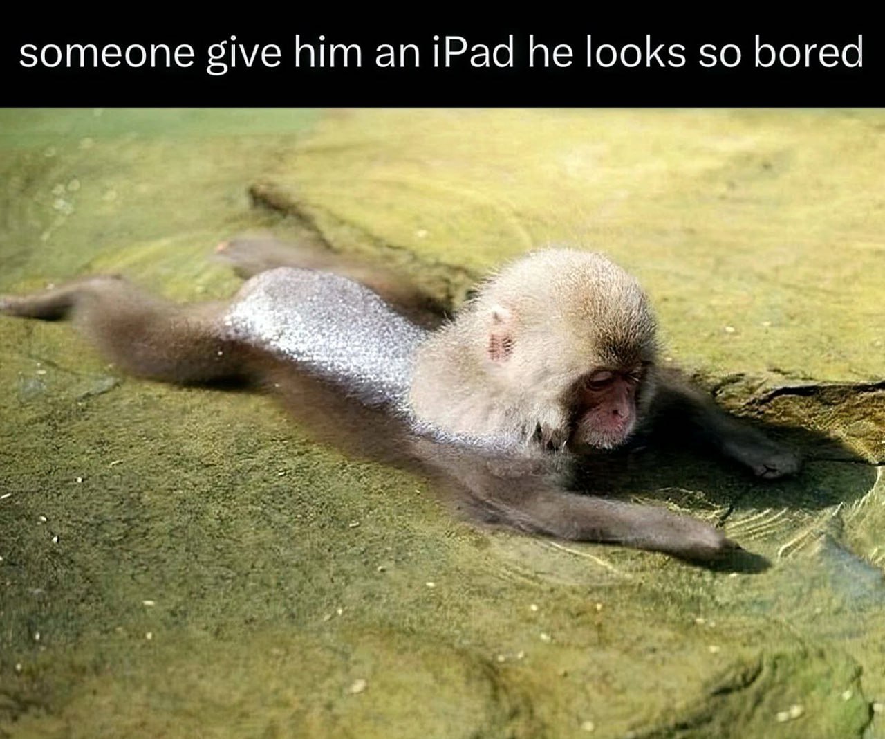 Обезьяна "дай ему iPad" Японская макака скучает в воде, прося iPad