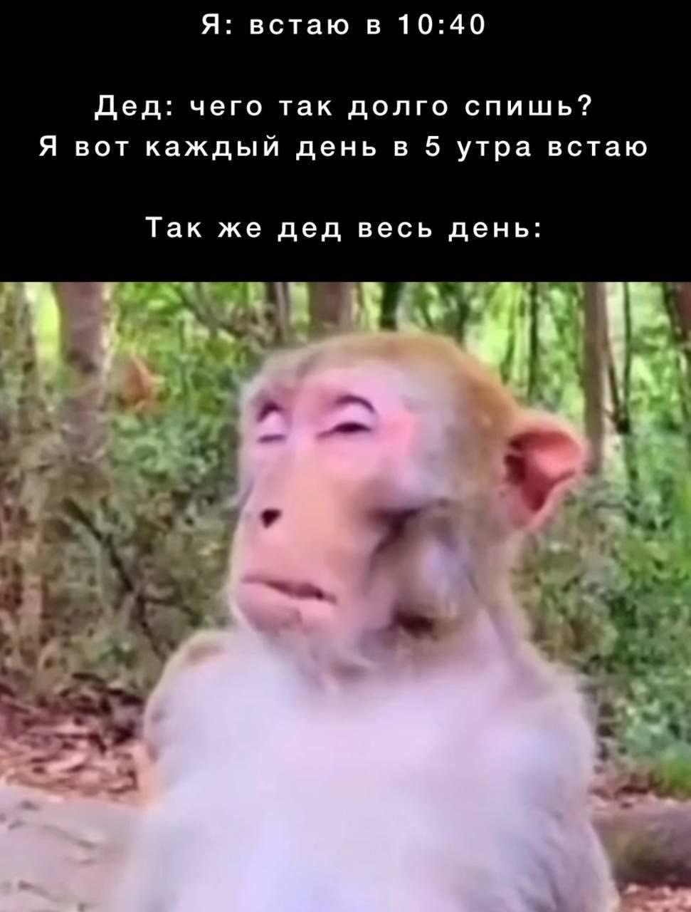 Обезьяна дед встает в 5 утра Мем с уставной обезьяной, которая выглядит как дедушка, жалующийся на ранний подъем.