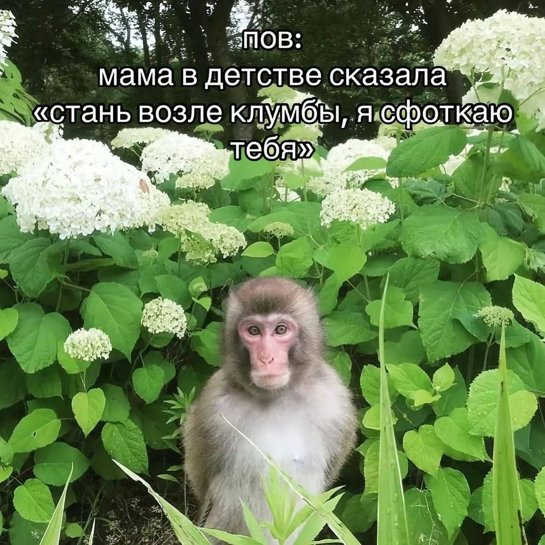Обезьяна позирует для фото Обезьяна сидит в кустах гортензии, как будто позирует для фотографии