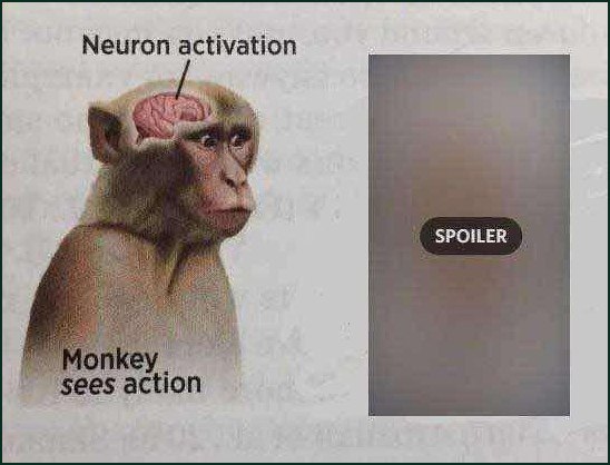 Monkey sees action spoiler Мем про обезьяну, у которой активируются нейроны при виде спойлера