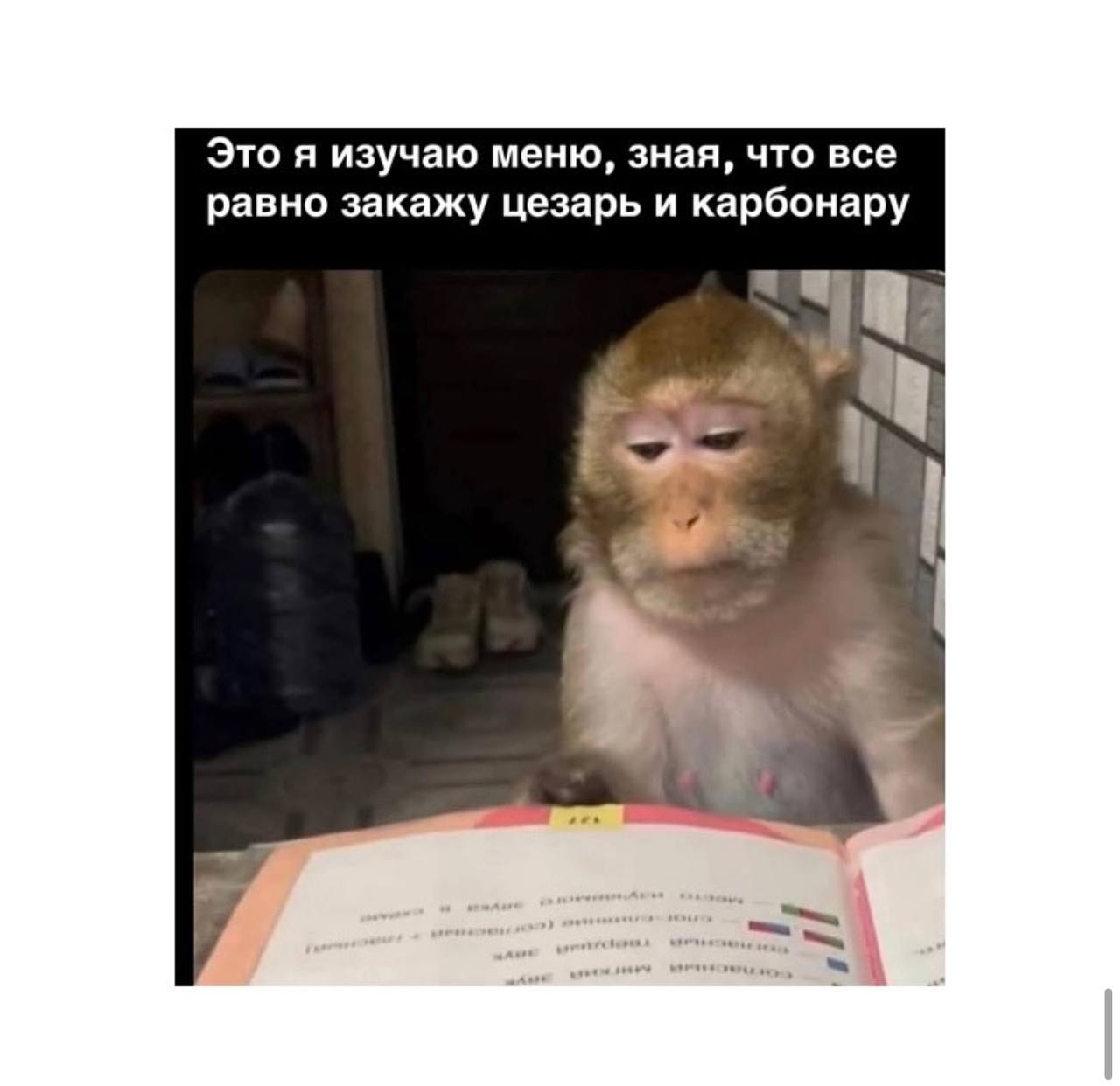 Обезьяна изучает меню Обезьяна, изучающая меню, зная, что все равно закажет цезарь и карбонару