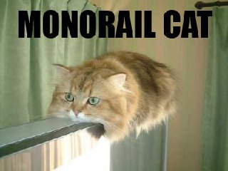 MONORAIL CAT Кот-монорельс лежит на карнизе или телевизоре