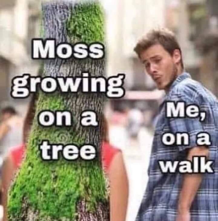 Moss growing on a tree Мох, растущий на дереве, и человек на прогулке