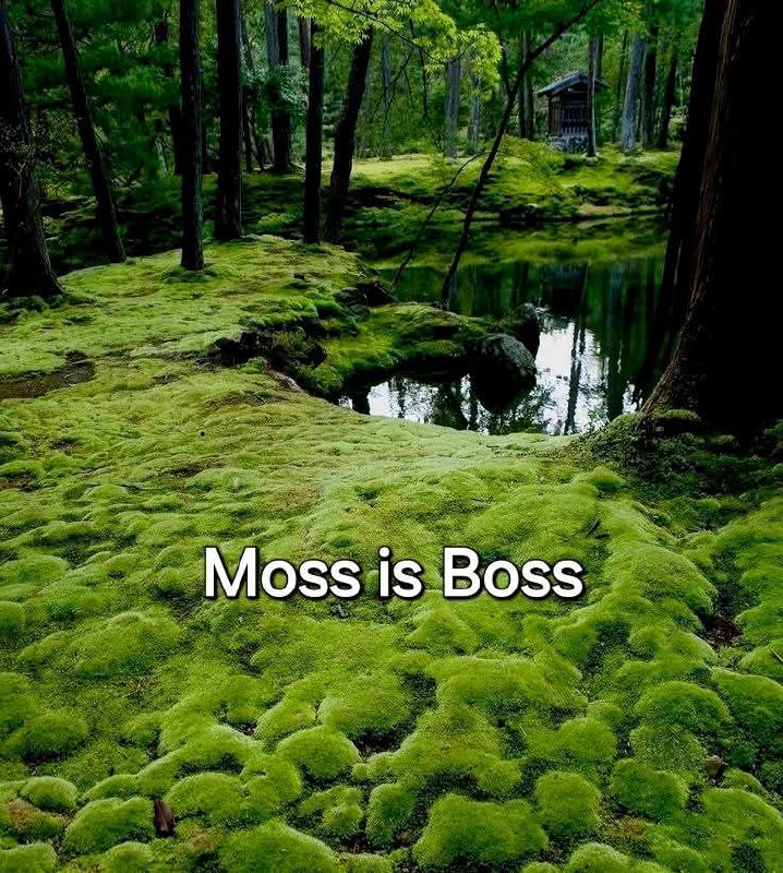Moss is Boss Мем с фразой «Moss is Boss» на фоне мшистого леса