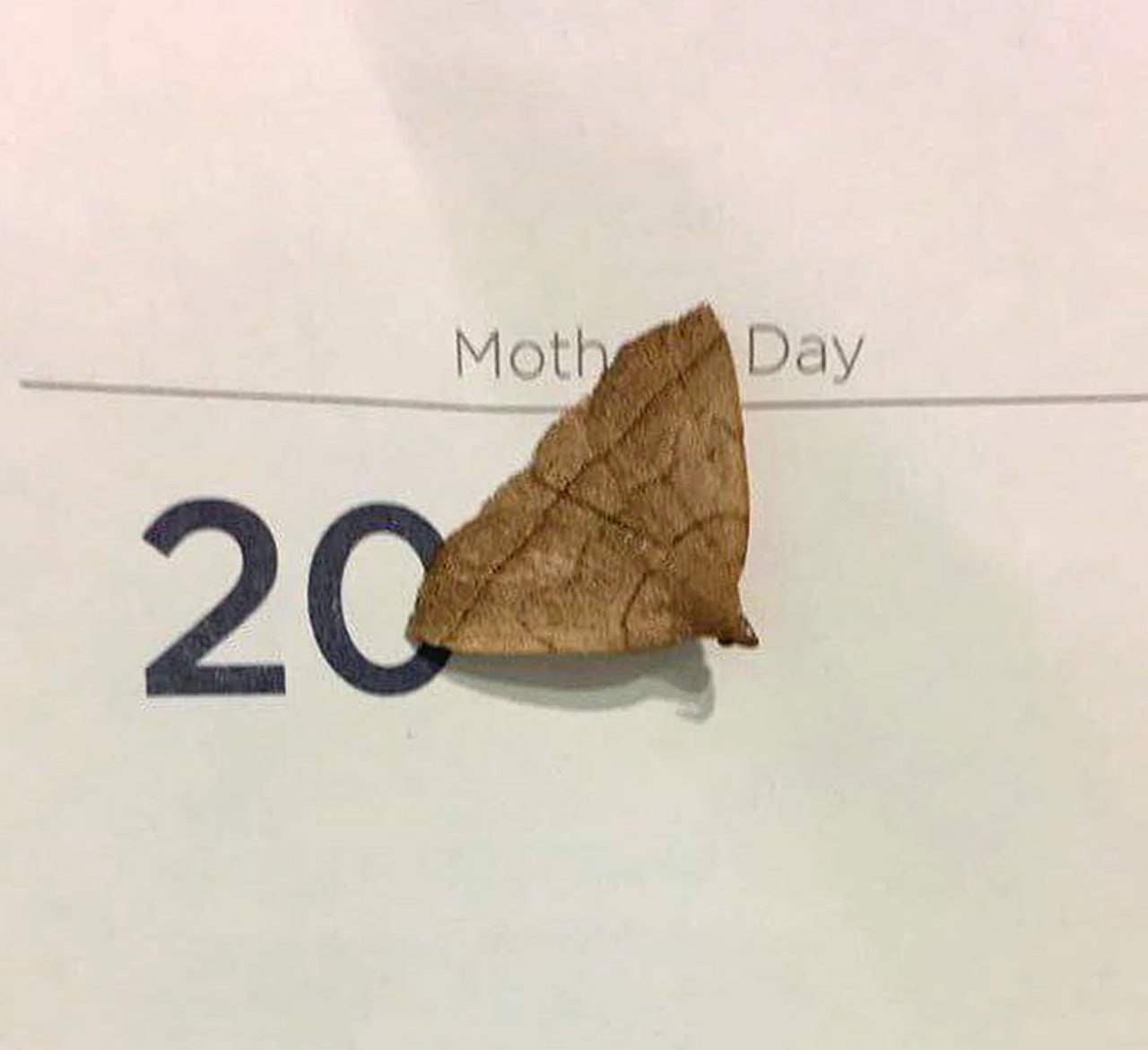 Moth day календарь Календарь с числом 20 и надписью "Moth Day", на котором сидит мотылек, похожий на сухой листок.